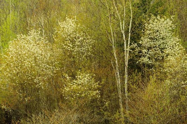 Canada, Utterson Serviceberry in spring foliage